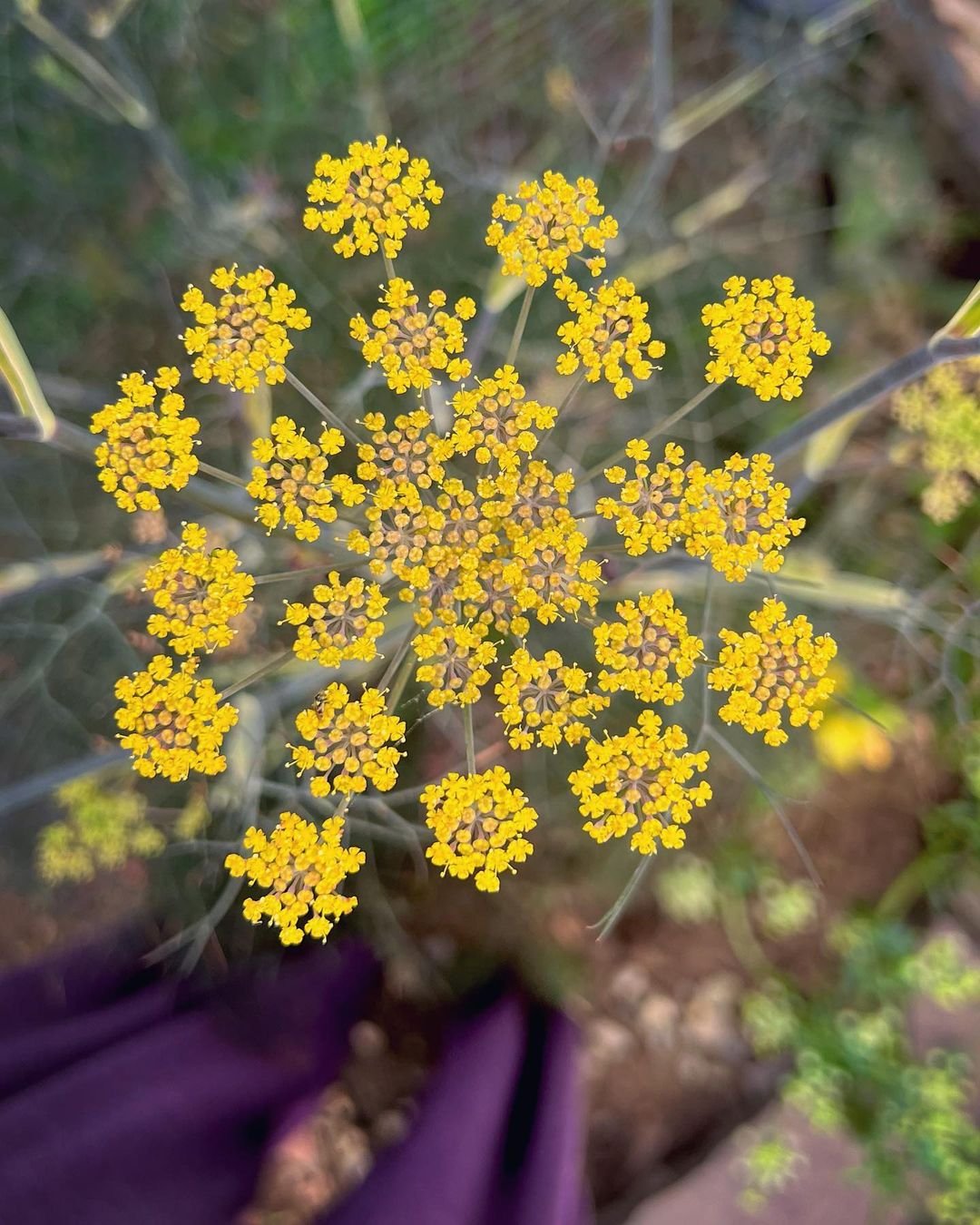 Close up of fennel plant with yellow flowers.