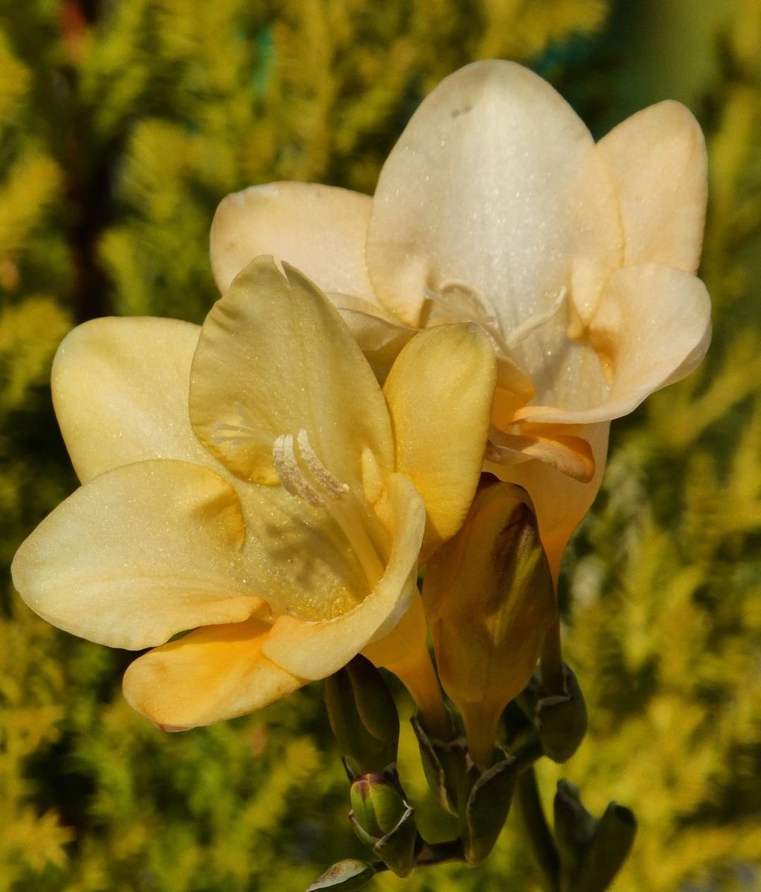  Two yellow freesia flowers surrounded by lush green leaves.