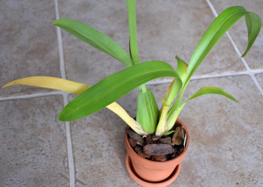  A small Orchid Leaf plant with yellow leaves on a tile floor.