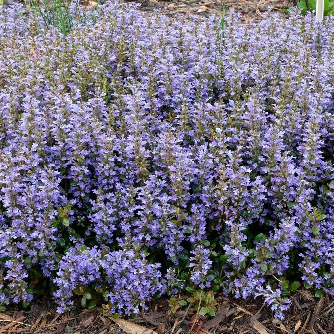  A vibrant Ajuga plant with striking purple flowers blooming in the soil, showcasing its natural beauty and lush greenery.