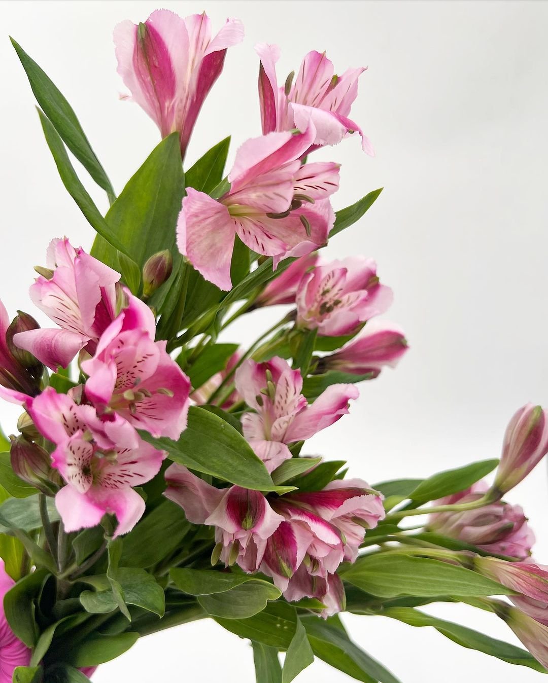  A vase filled with pink Alstroemeria flowers set against a clean white background, showcasing their delicate beauty.
