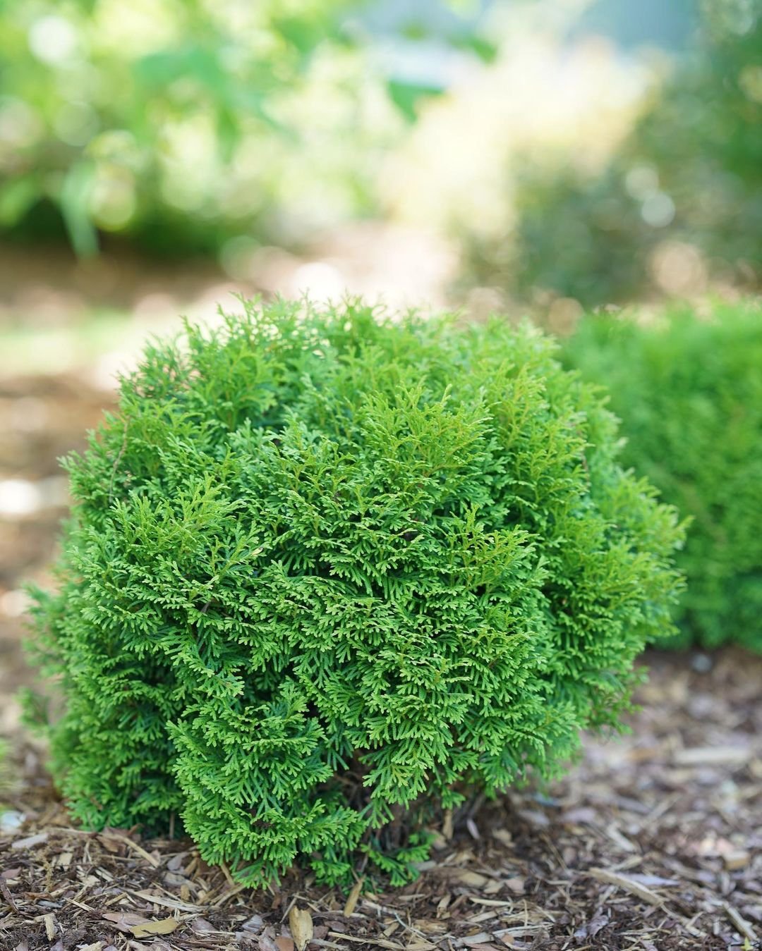 A small green Arborvitae bush positioned centrally within a vibrant garden setting.