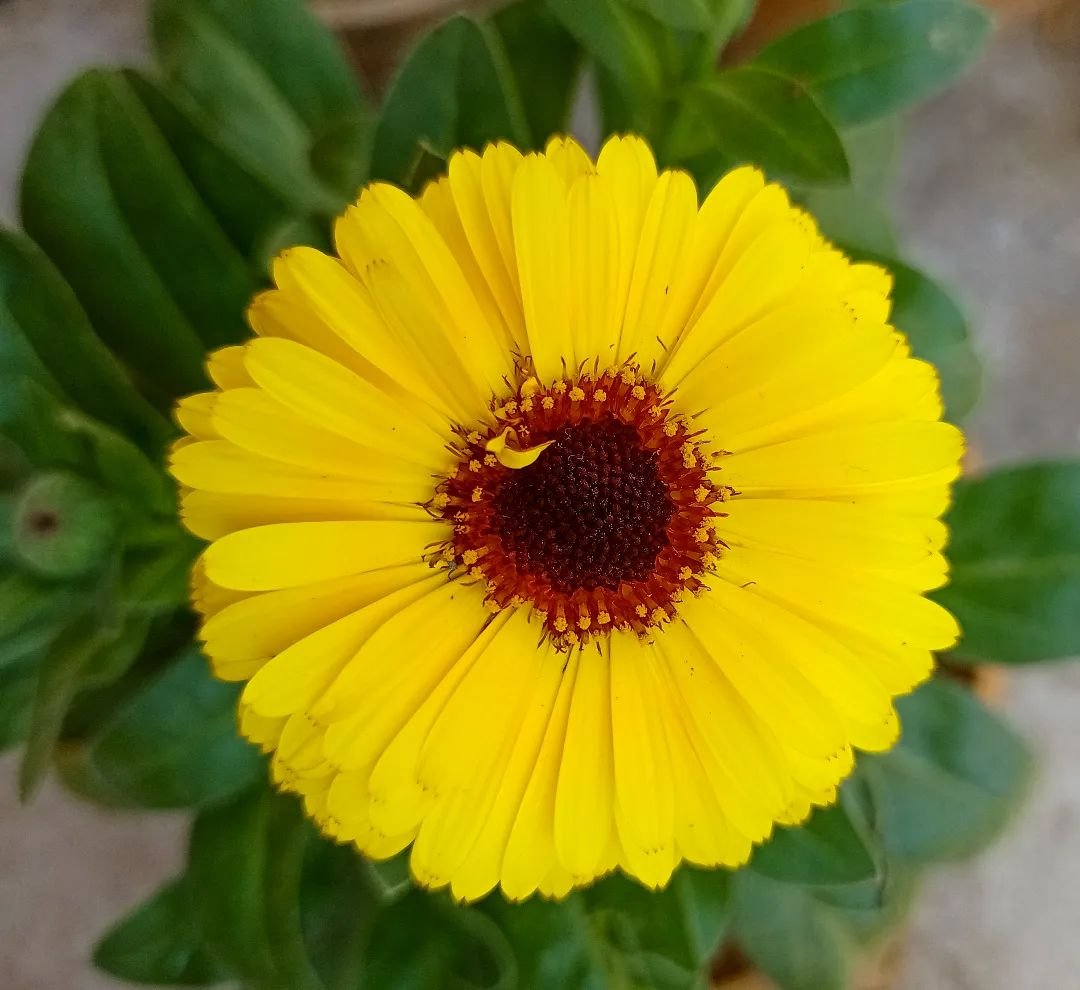  A vibrant yellow flower with a red center, elegantly displayed in a pot, symbolizing the essence of aromatherapy and herbal medicine.