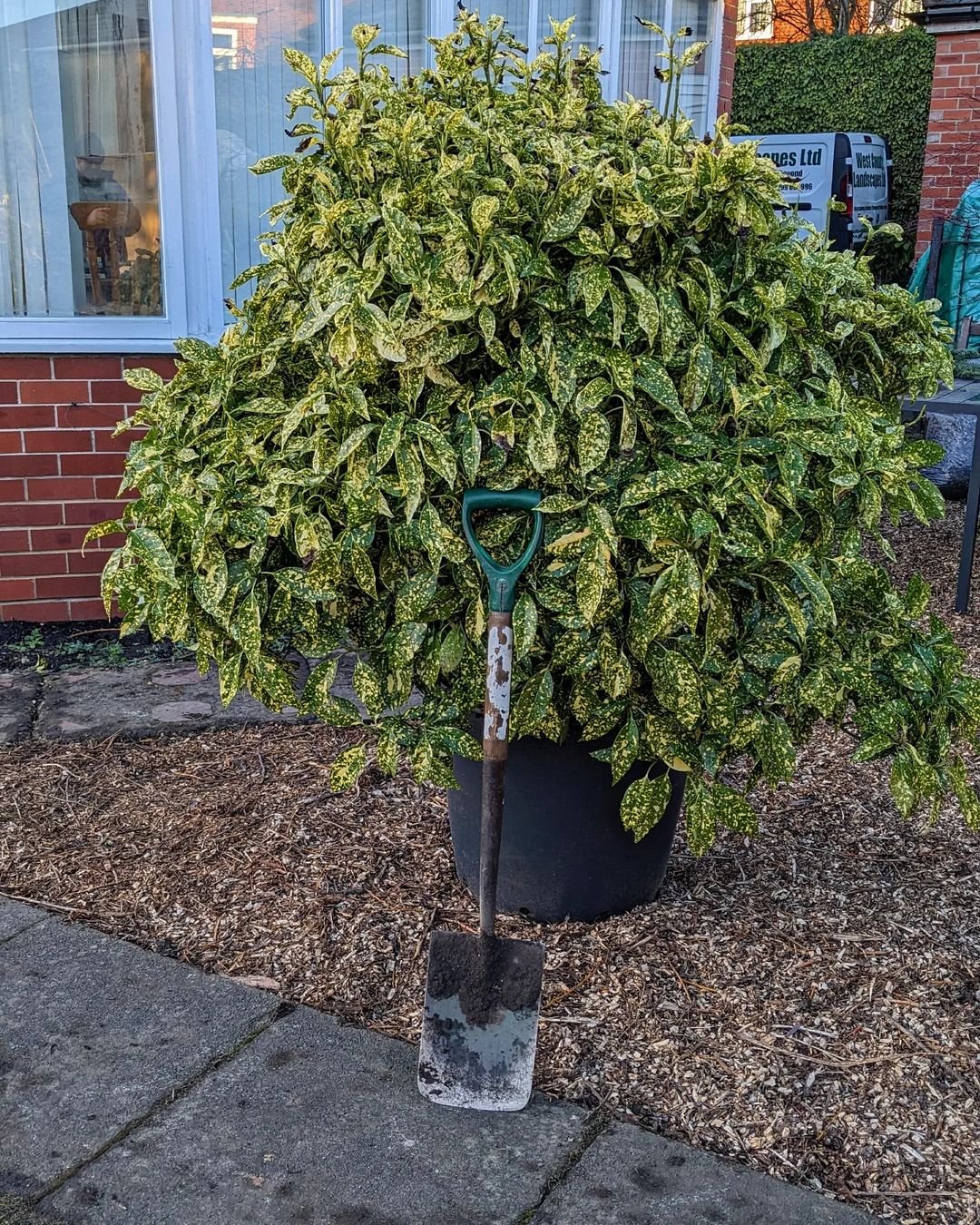 A large Aucuba plant in a pot, accompanied by a shovel resting against the side, showcasing a unique gardening scene.