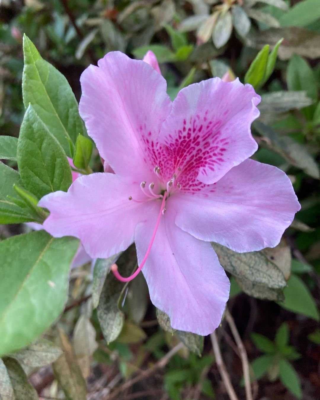 A vibrant pink azalea flower surrounded by lush green leaves in the background, showcasing its natural beauty.