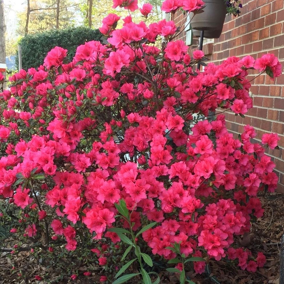  A vibrant bush of pink azalea flowers blooming in front of a charming house, enhancing the picturesque landscape.
