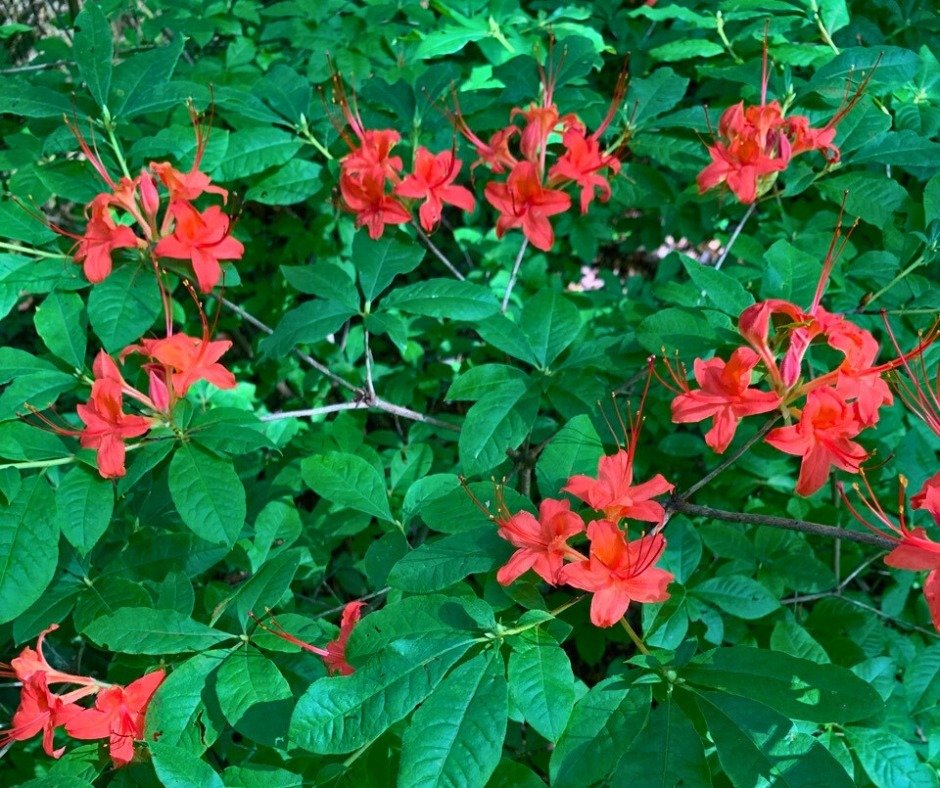 A vibrant bush of azaleas adorned with striking red flowers surrounded by lush green leaves.