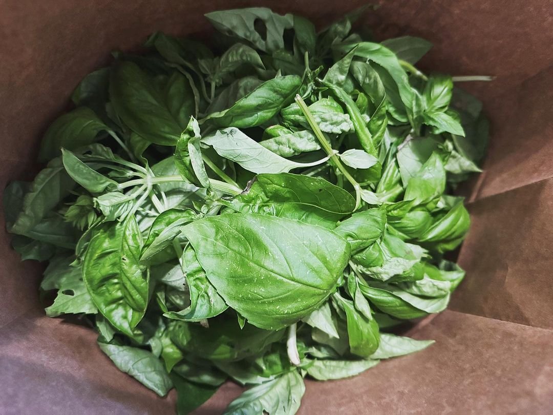 A brown paper bag overflowing with vibrant, fresh basil leaves, showcasing their rich green color and aromatic appeal.