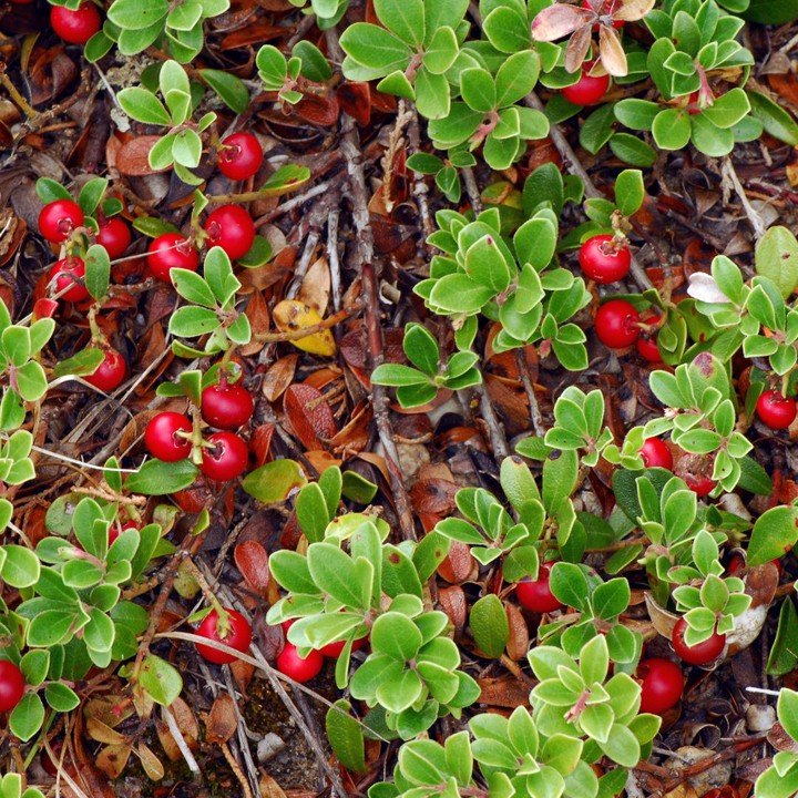 A bearberry bush featuring clusters of bright red berries, highlighting its striking appearance in the landscape.
