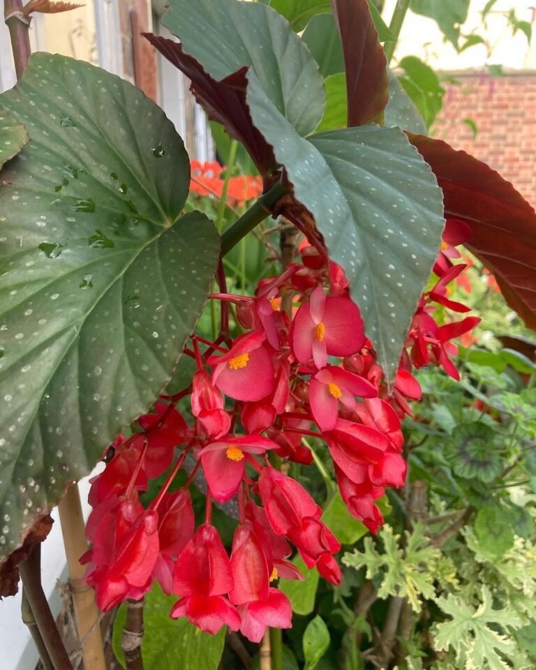 Begonia Mallacoota: A Comprehensive Guide to this Rare Australian Beauty (2024)