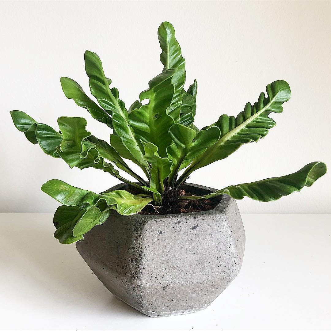  A Birds Nest Fern in a concrete pot, elegantly placed on a wooden table, showcasing its lush green foliage.