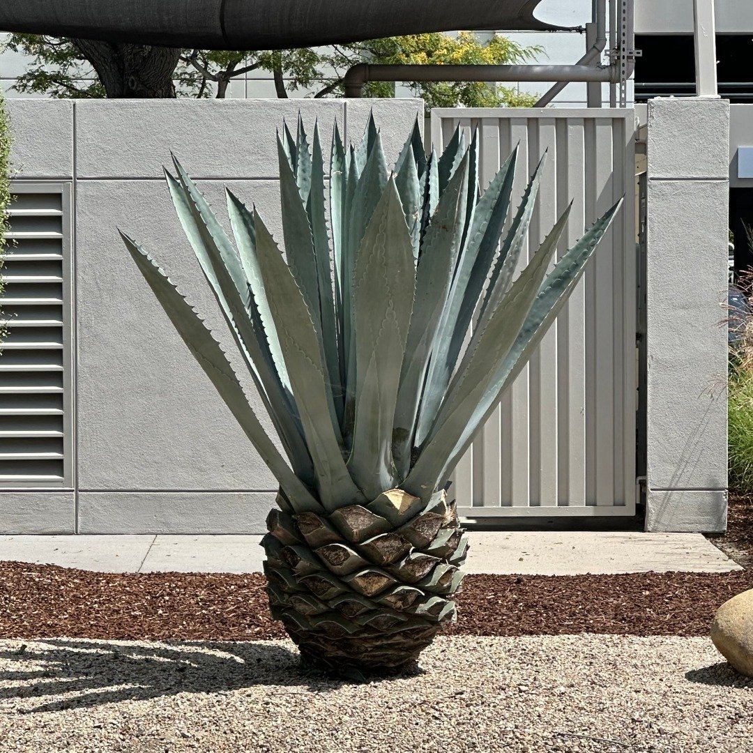 A large Blue Agave plant in a decorative pot, showcasing its striking green leaves and unique shape.