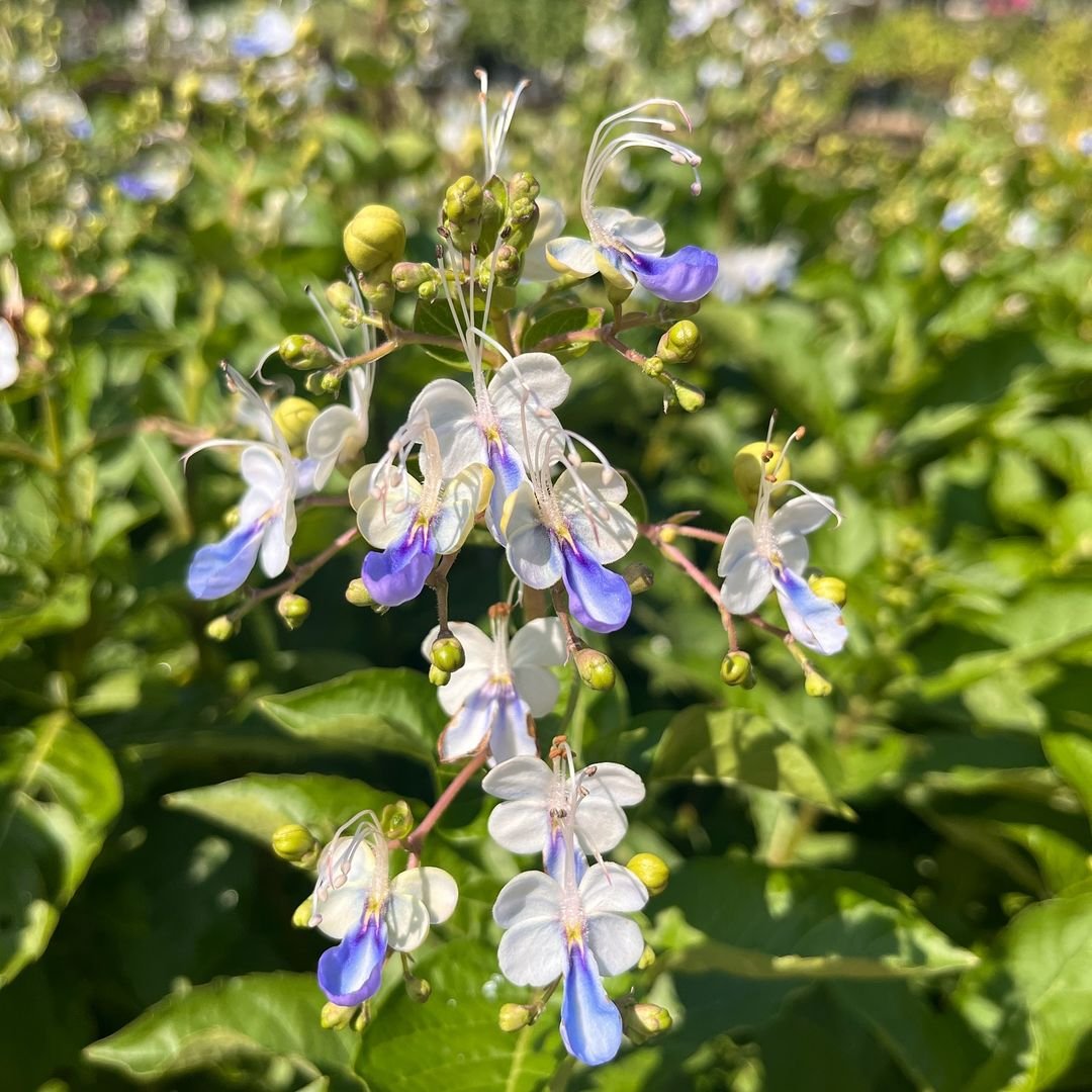  A Blue Butterfly Bush showcasing vibrant blue and white flowers, adding beauty to the garden landscape.