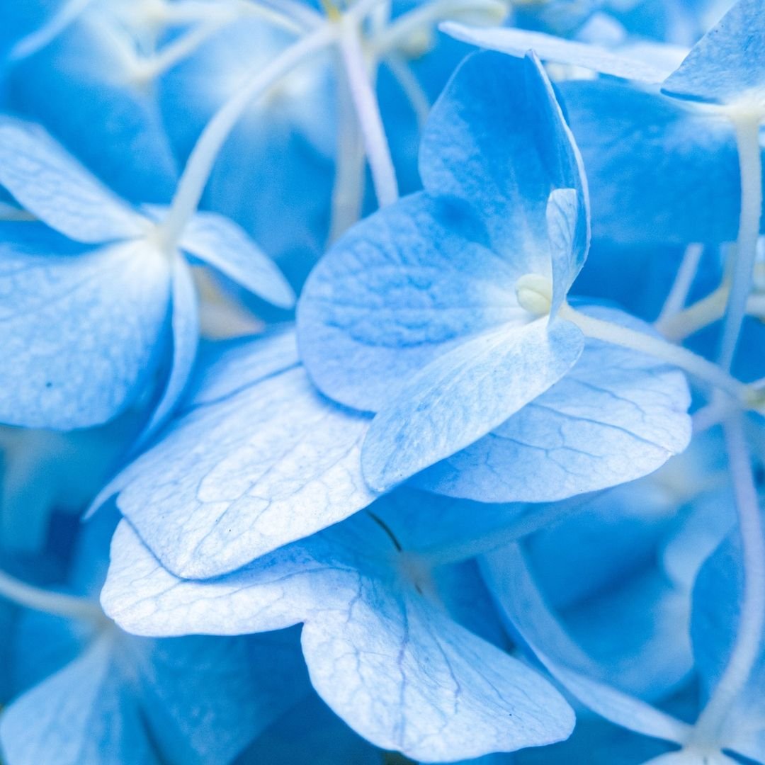  Vibrant blue hydrangea flowers adorned with soft white petals, creating an elegant and striking floral display.