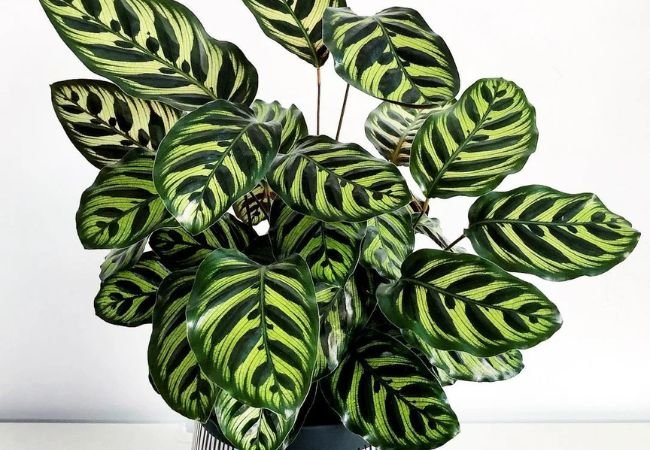 Botanic Bliss : Calathea Couture – A Guide to Stunning Prayer Plants