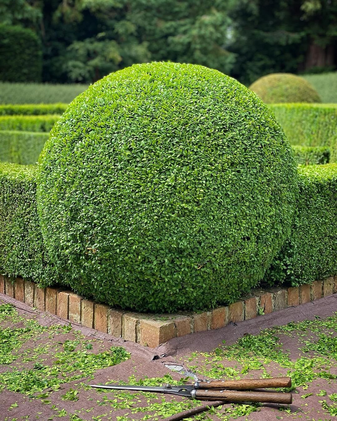 A neatly trimmed boxwood hedge surrounds a spherical cluster of vibrant green plants at its center.