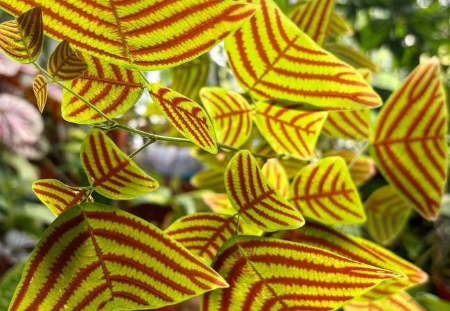 Butterfly Wings Plant : Growing and Caring for Christia obcordata