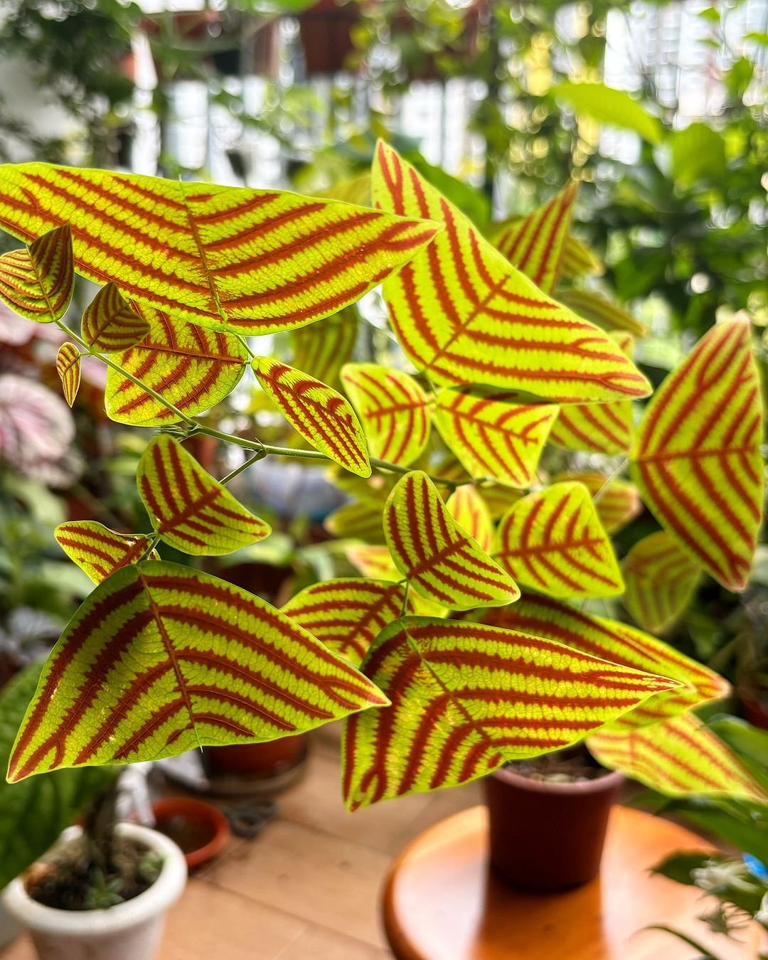 A Butterfly Wings plant featuring vibrant red and yellow striped leaves, showcasing its unique and colorful appearance.