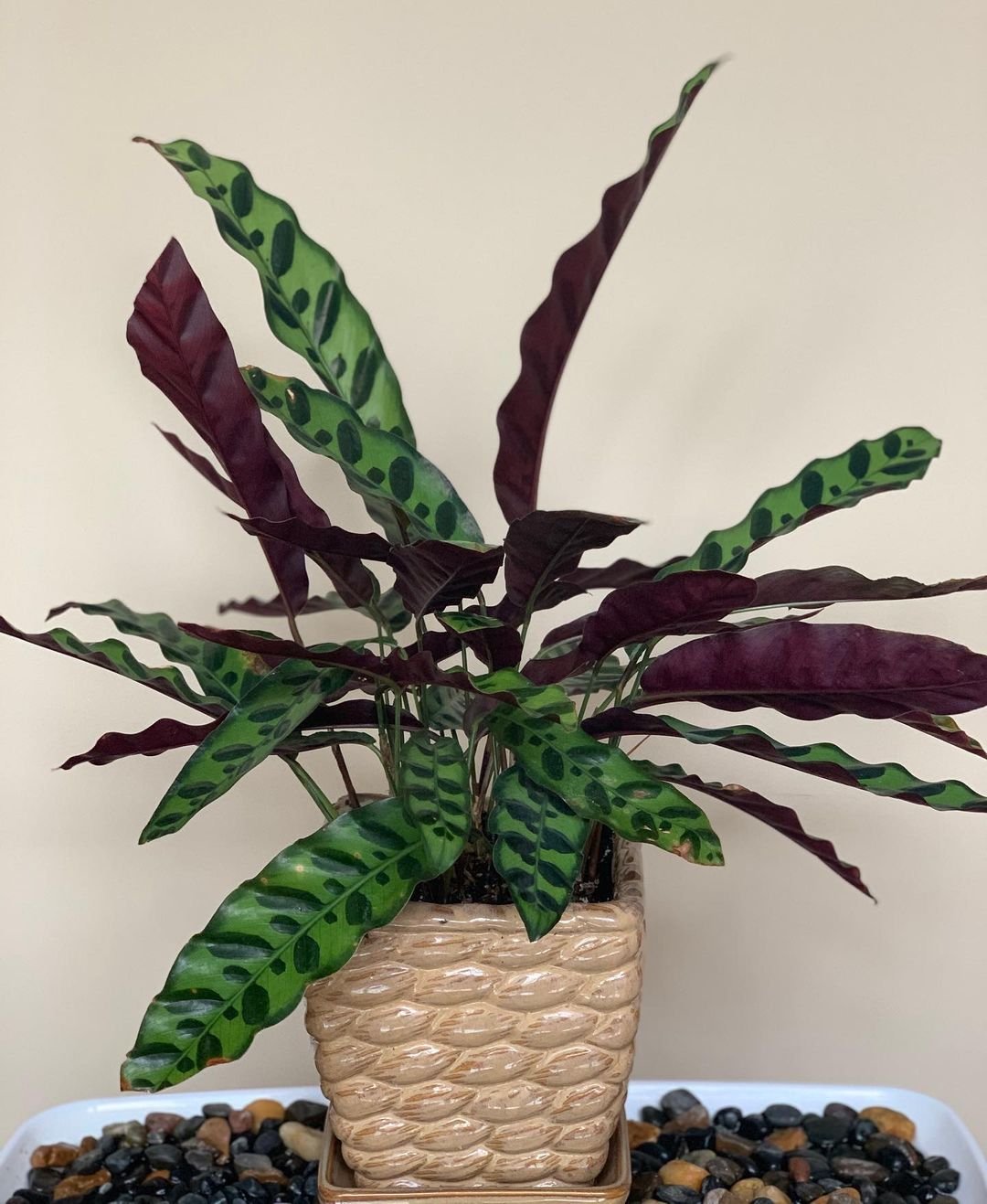 A Calathea Lancifolia plant with vibrant green and purple leaves displayed in a woven wicker basket.