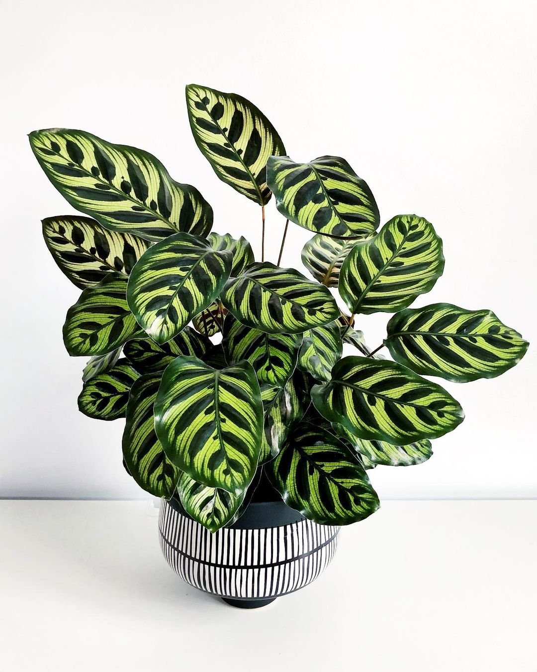 A Calathea Makoyana plant featuring striking green and black stripes, elegantly displayed in a decorative pot.
