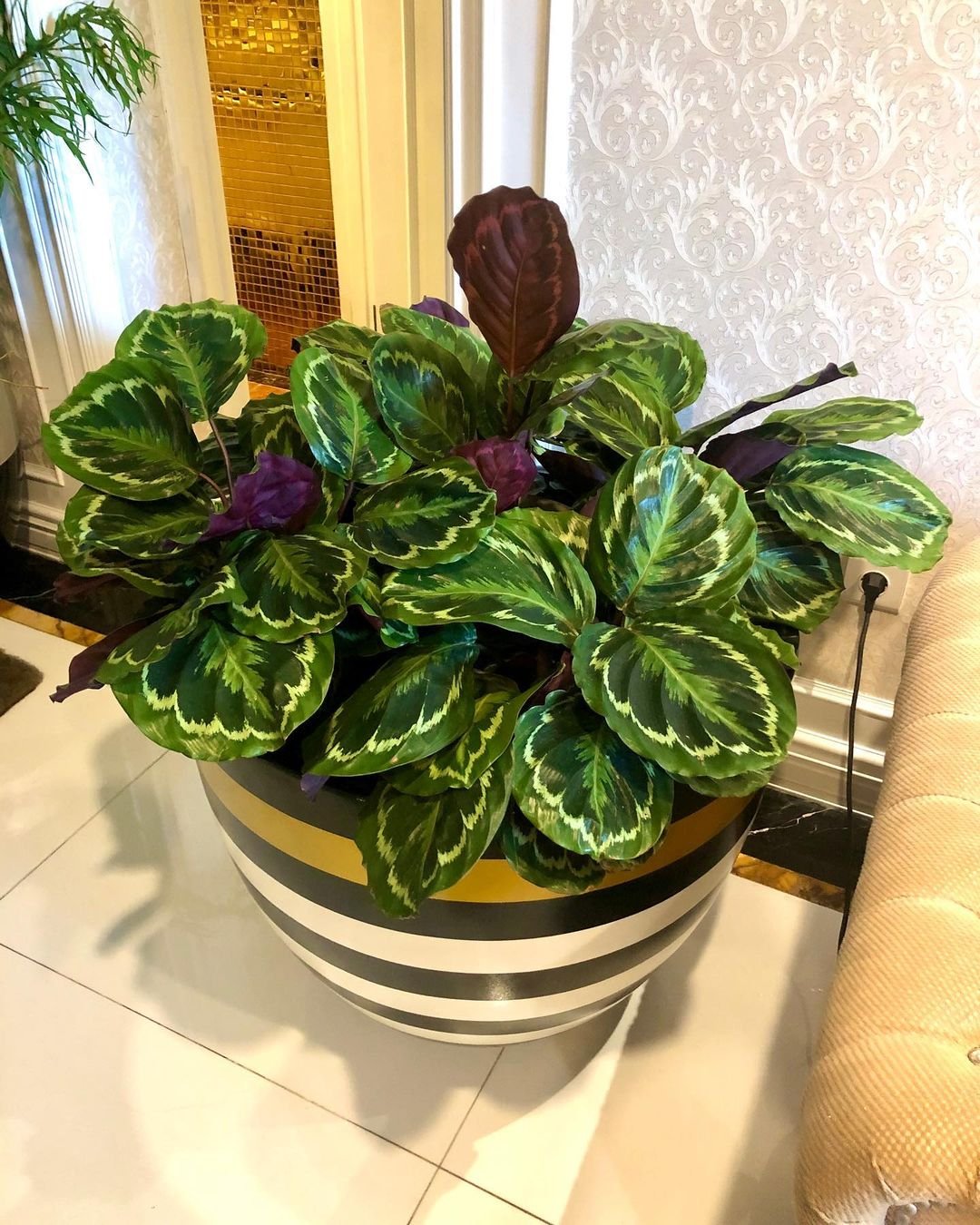 A Calathea Medallion potted plant in a striped pot, positioned on a clean white floor, showcasing its vibrant foliage.