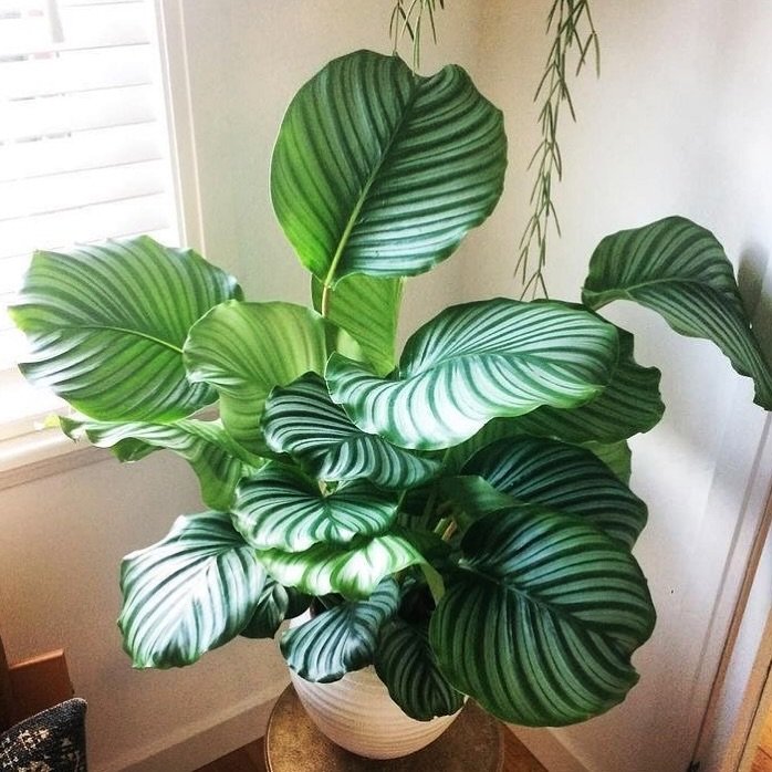  A Calathea Orbifolia plant in a small pot, elegantly placed on a wooden table, showcasing its vibrant green leaves.