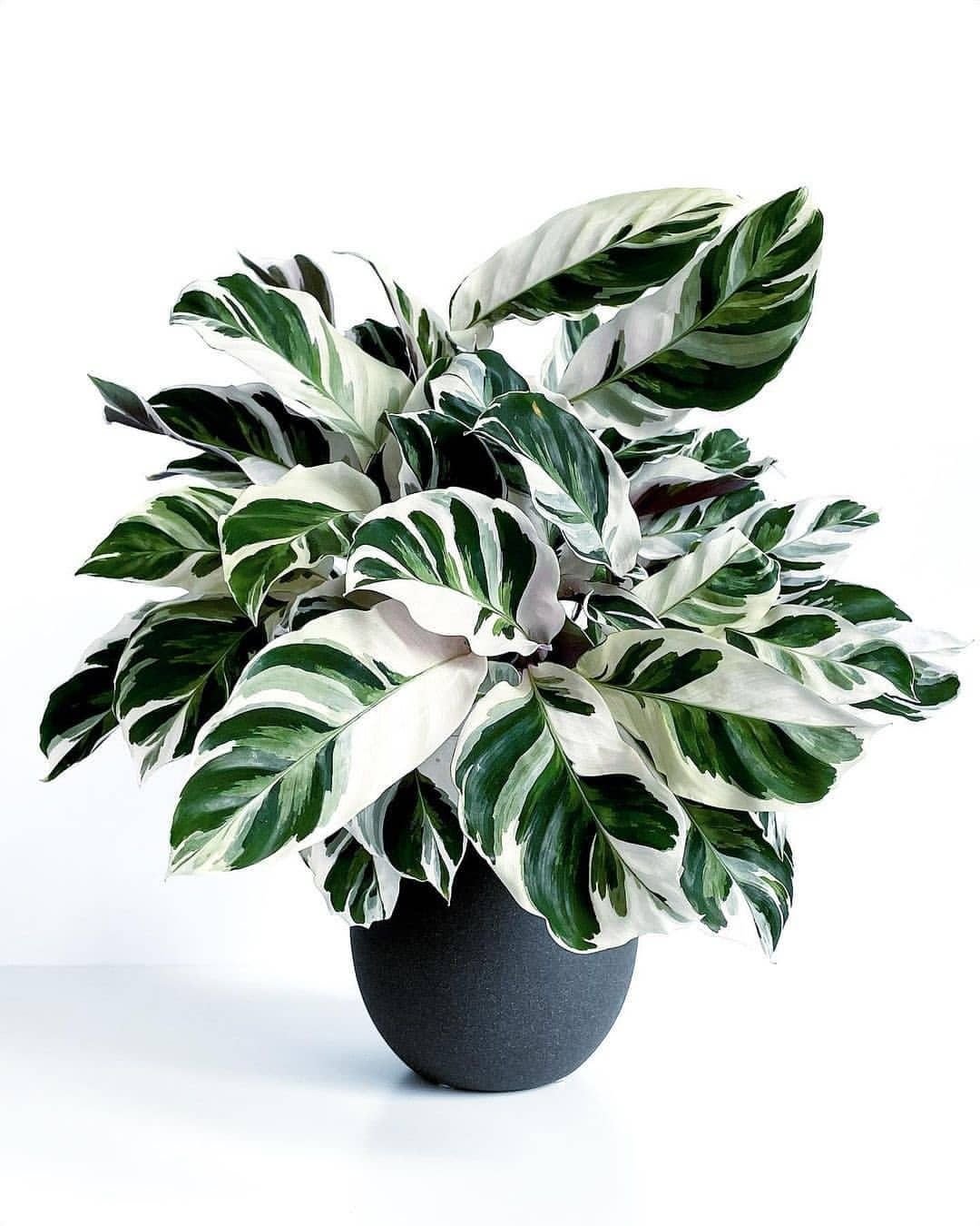 A Calathea White Fusion plant with striking green and white leaves, elegantly displayed in a sleek black pot.