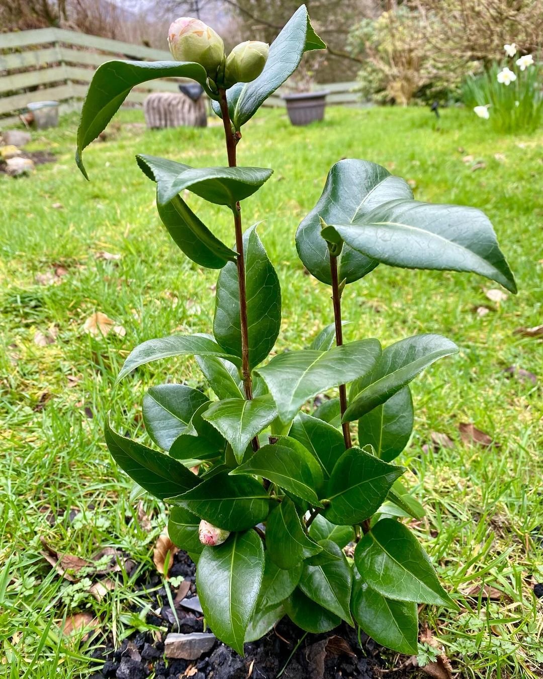 A small Camellia plant with vibrant green leaves nestled among the grass, showcasing its natural beauty in the landscape.
