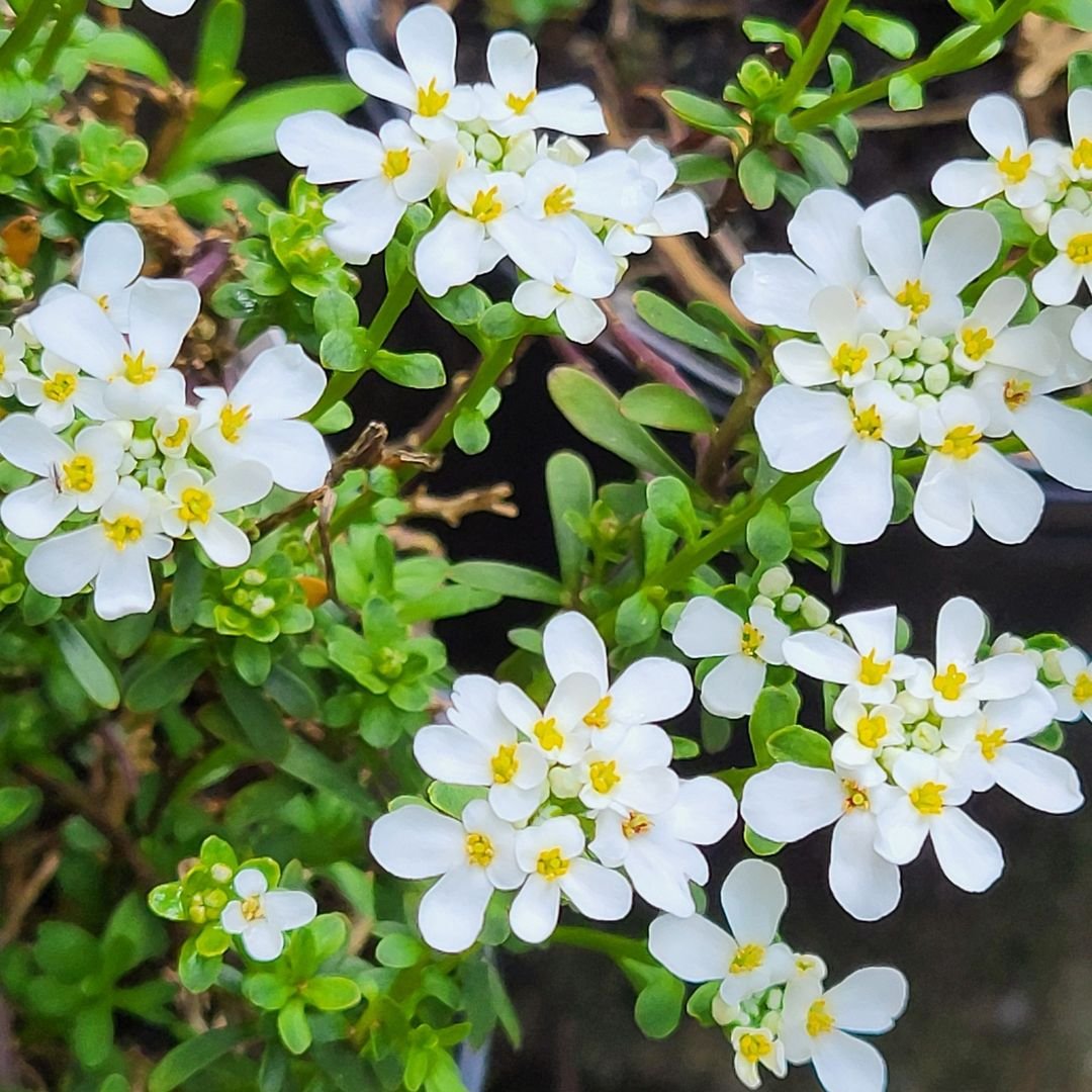 A potted Candytuft plant displaying delicate white flowers, showcasing its vibrant blooms against a neutral background.