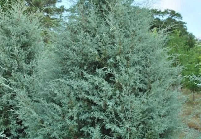 Carolina Sapphire Cypress : Growing and Caring for This Unique Evergreen