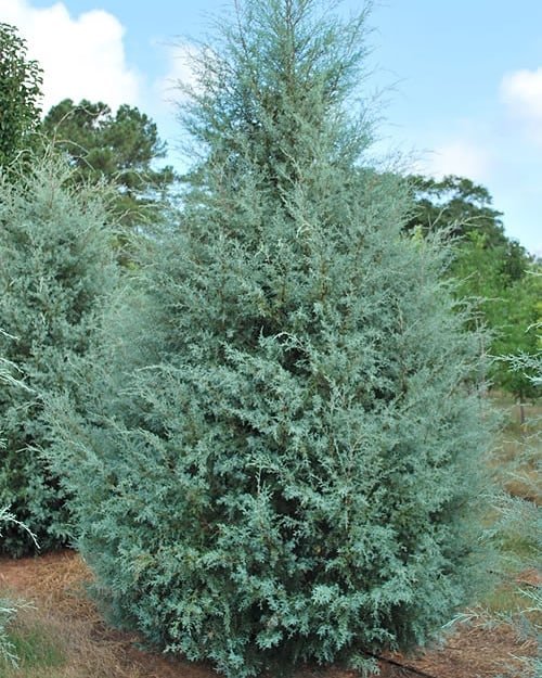 A large Carolina Sapphire Cypress tree stands majestically in a garden, showcasing its vibrant blue-green foliage.
