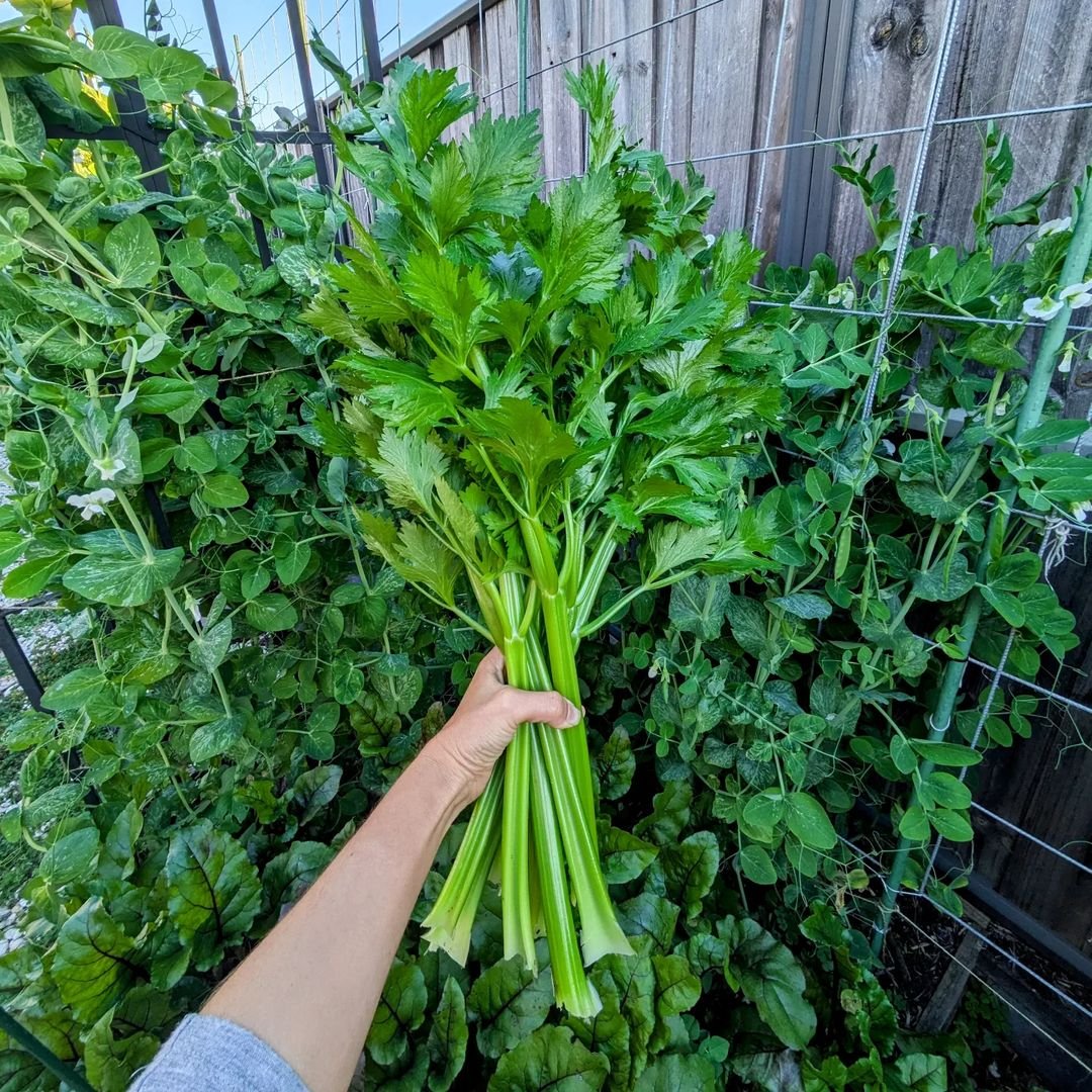  A person holding a bunch of fresh green celery.