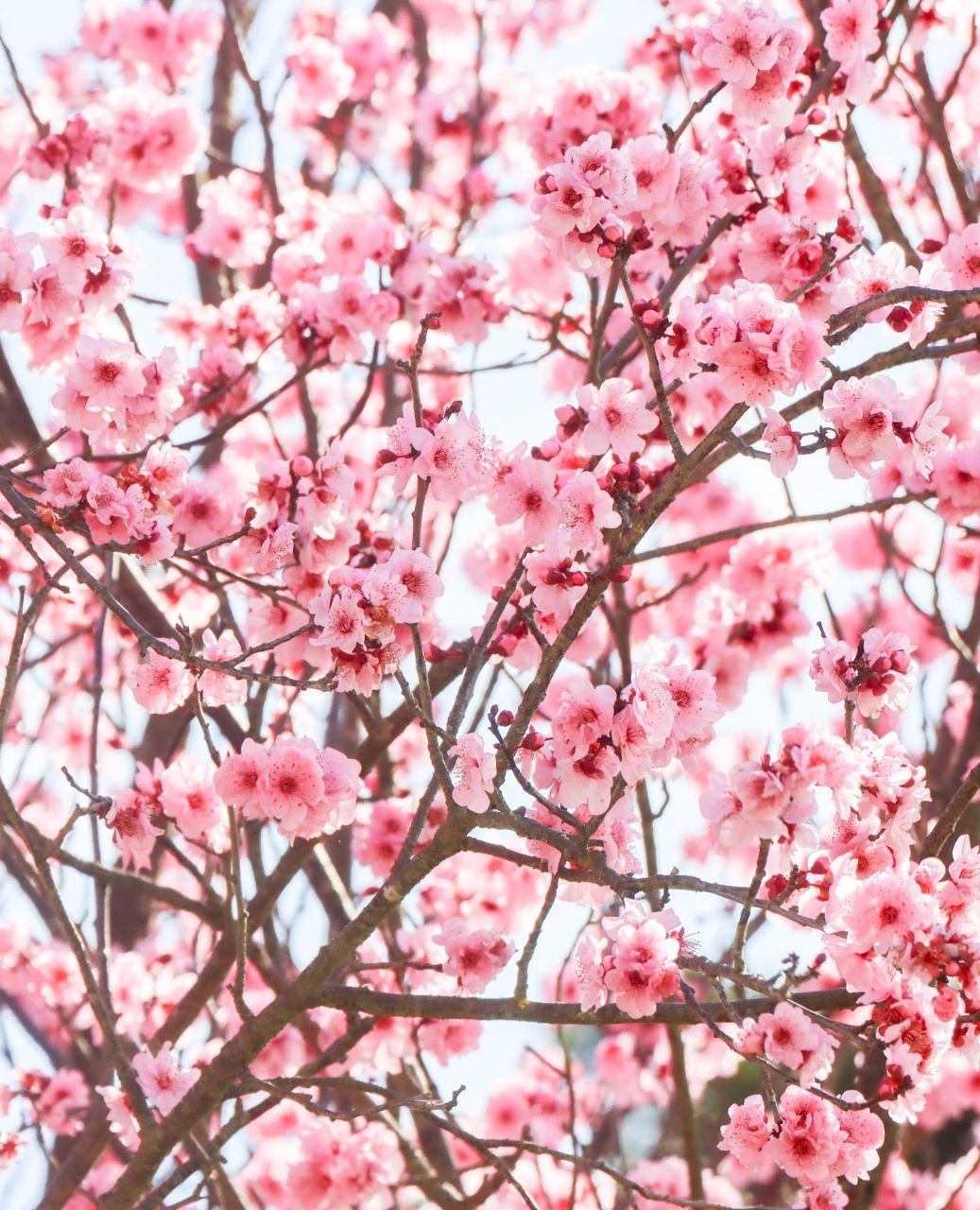 A cherry blossom tree in full bloom, showcasing vibrant pink flowers and lush green leaves against a clear sky.
