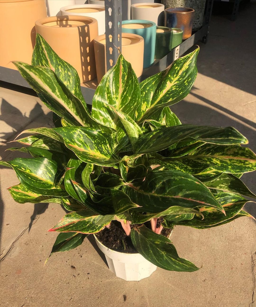 Chinese Evergreen plant with green leaves in a white pot.