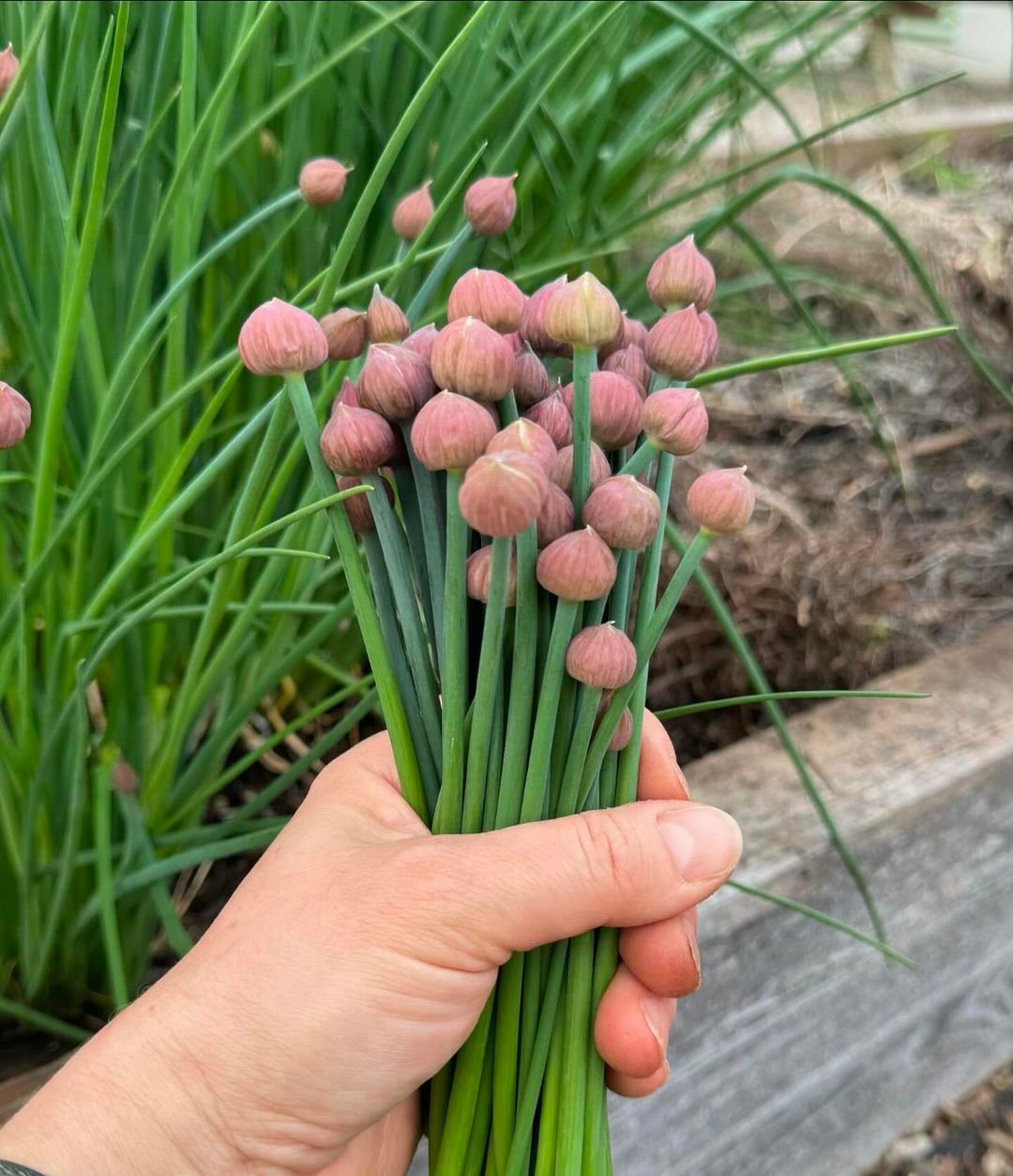 A person holding a bunch of small pink chive flowers.