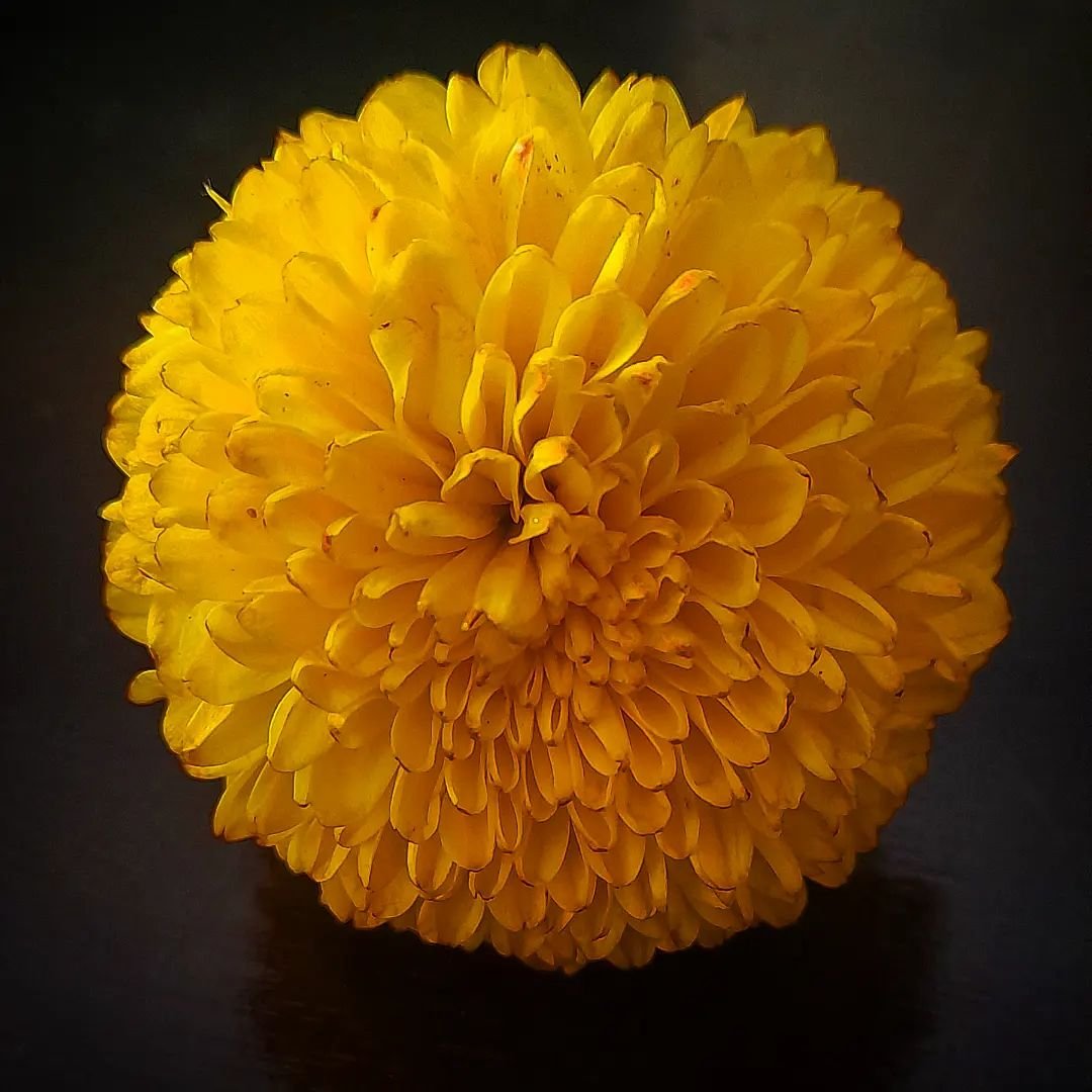 A vibrant yellow chrysanthemum flower displayed on a sleek black surface, highlighting its intricate petals and color contrast.