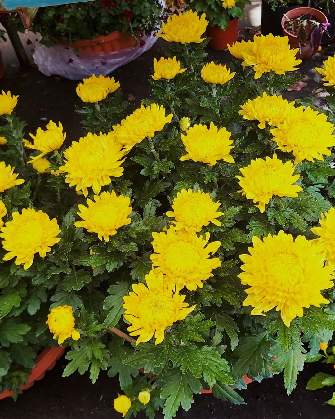 Yellow chrysanthemums in pots displayed at a vibrant flower market, showcasing their bright colors and lush foliage.