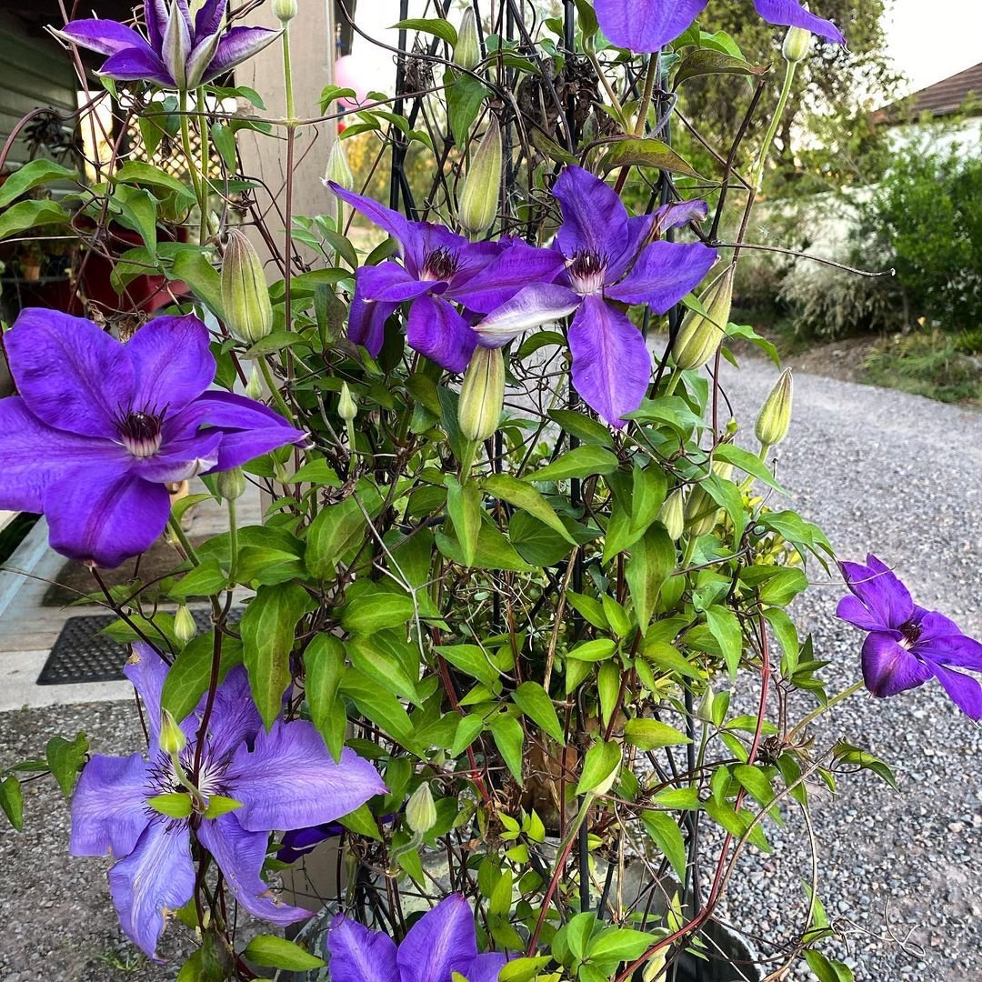 A potted Clematis Jackmanii featuring lush purple flowers, adding a touch of elegance to any indoor or outdoor space.