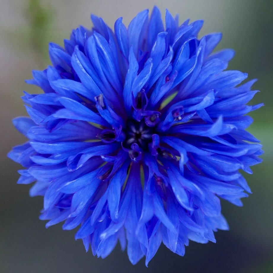 A blue cornflower featuring vibrant blue petals surrounding a dark central disc, showcasing its natural beauty.