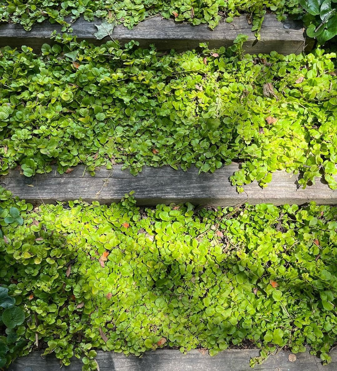 A wooden staircase featuring vibrant green Creeping Jenny plants, enhancing the natural beauty of the setting.
