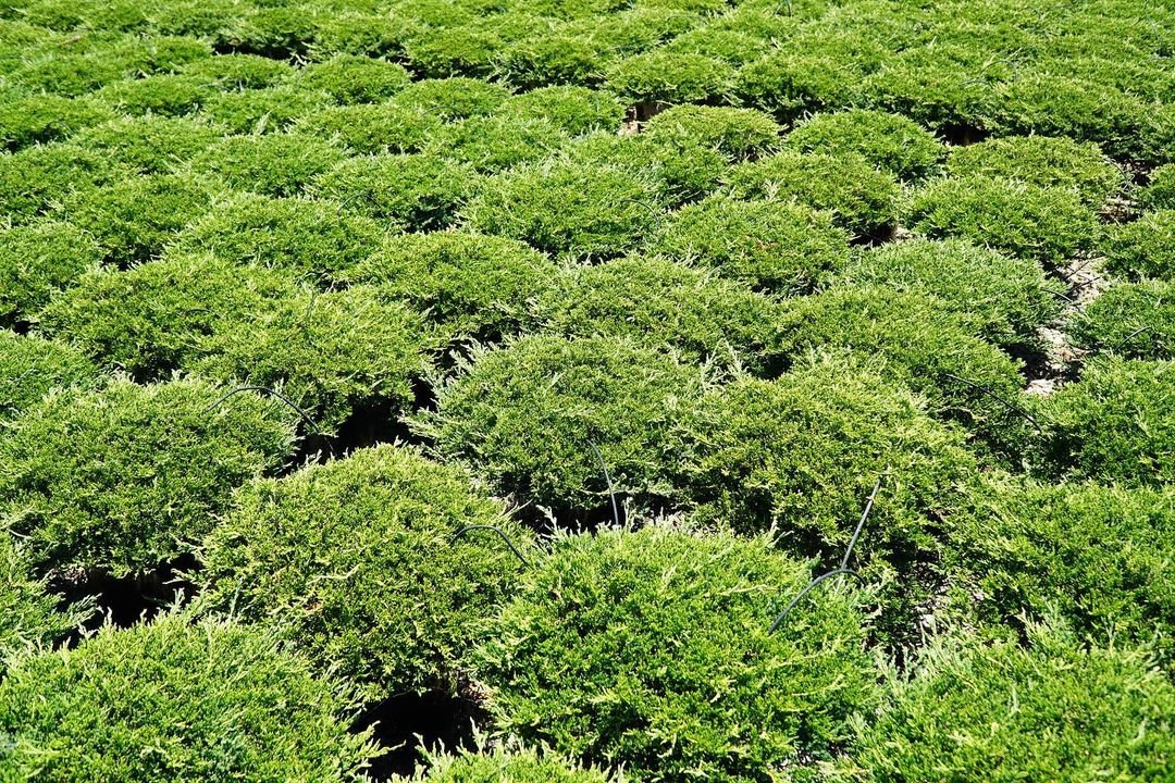  Expansive green bushes of Creeping Juniper cover the field, showcasing a rich and healthy natural environment.
