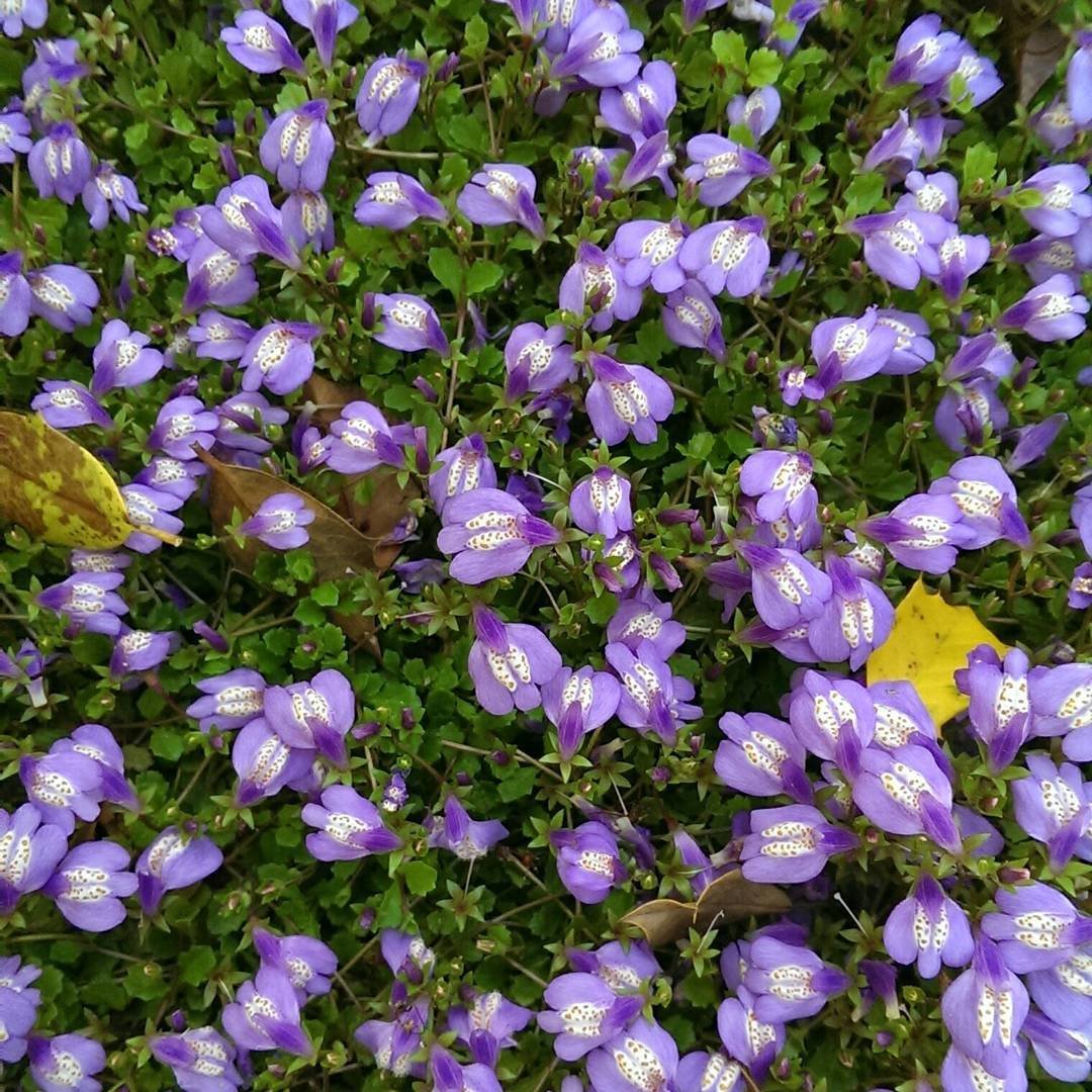 Delicate purple flowers, majus reptans, scattered throughout a verdant grassy landscape.