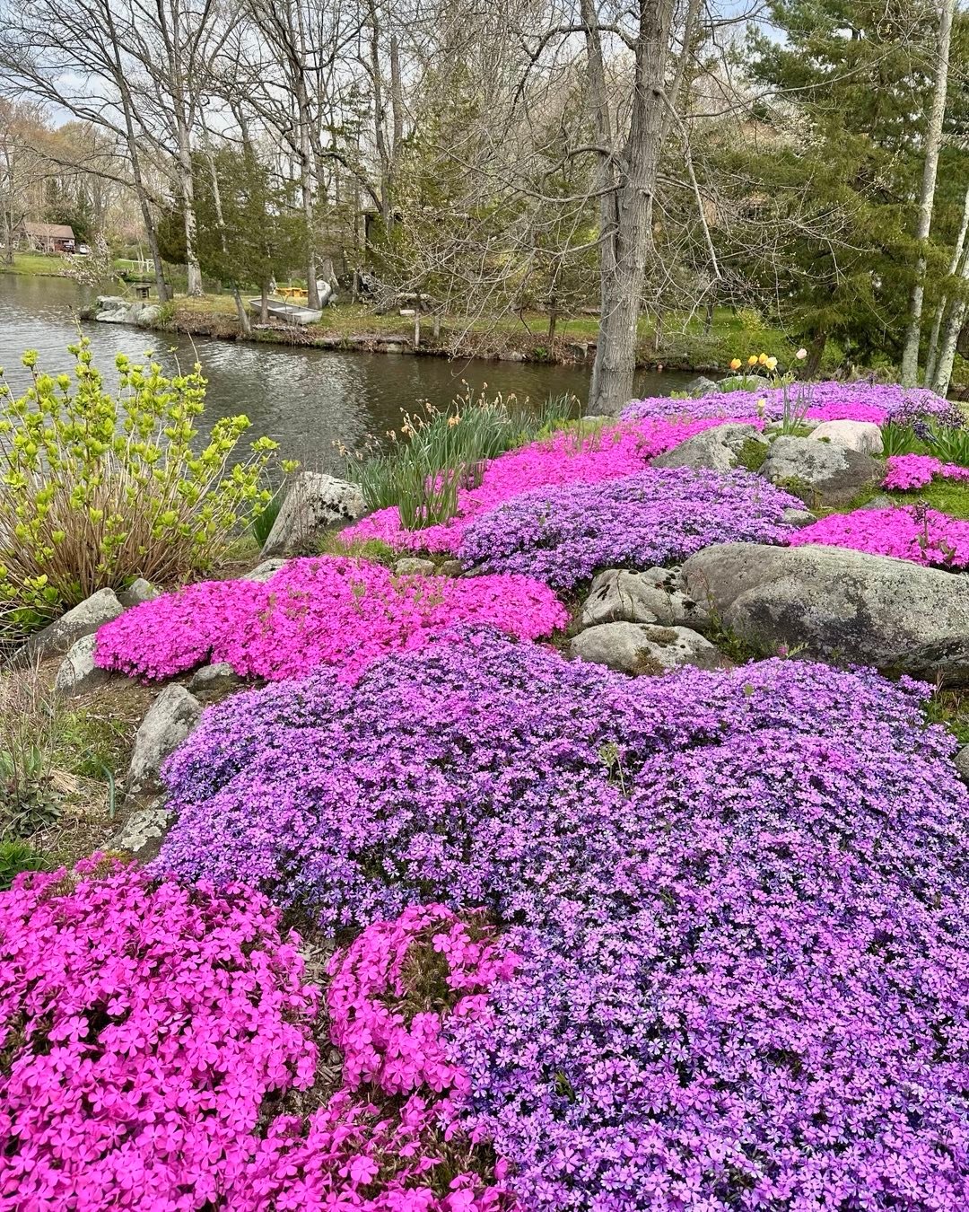 A picturesque pond adorned with vibrant purple Creeping Phlox flowers and scattered rocks, enhancing the peaceful landscape.