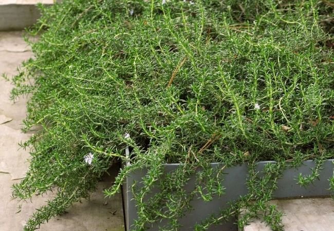 Creeping Rosemary : Growing and Caring for This Low-Growing Herb