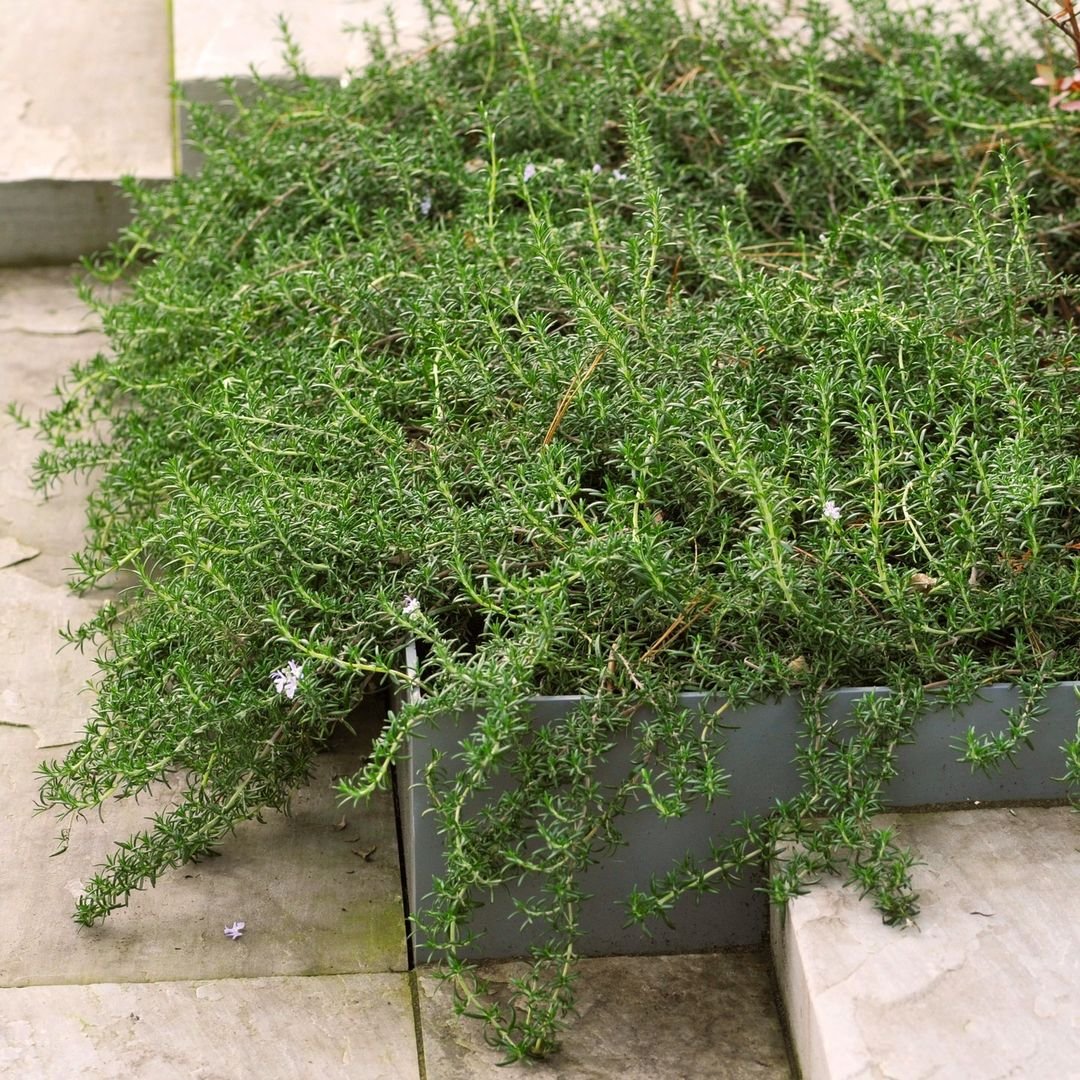 A small Creeping Rosemary plant in a decorative planter, positioned on the ground, showcasing its lush green foliage.