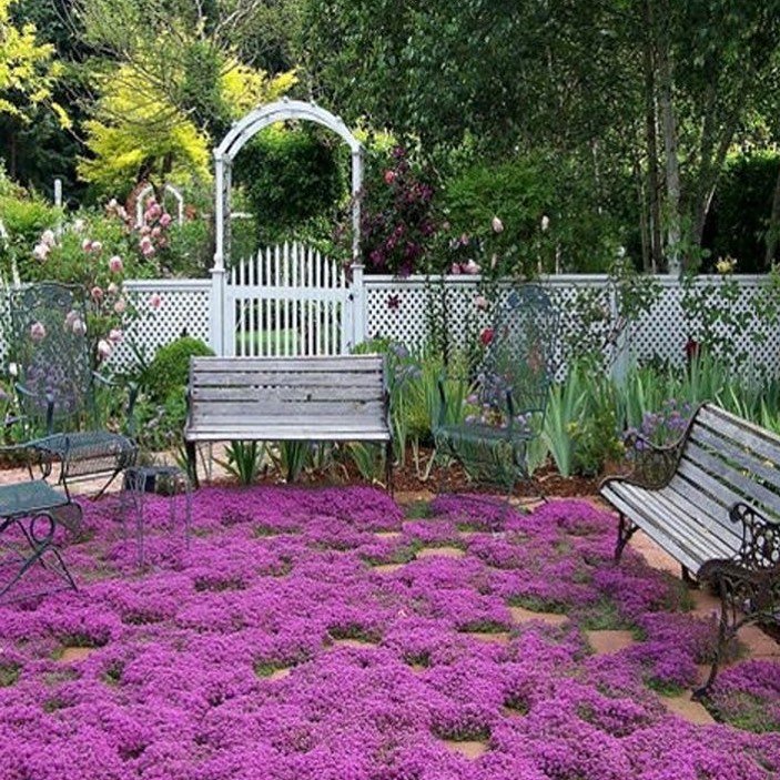 A tranquil garden scene showcasing purple flowers and benches, complemented by the soft greenery of Creeping Thyme.
