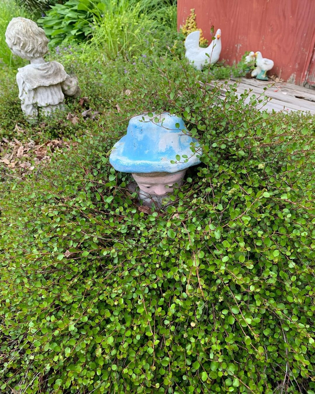 A vibrant blue hat nestled within a Creeping Wire Vine bush, showcasing a unique contrast of color and greenery.
