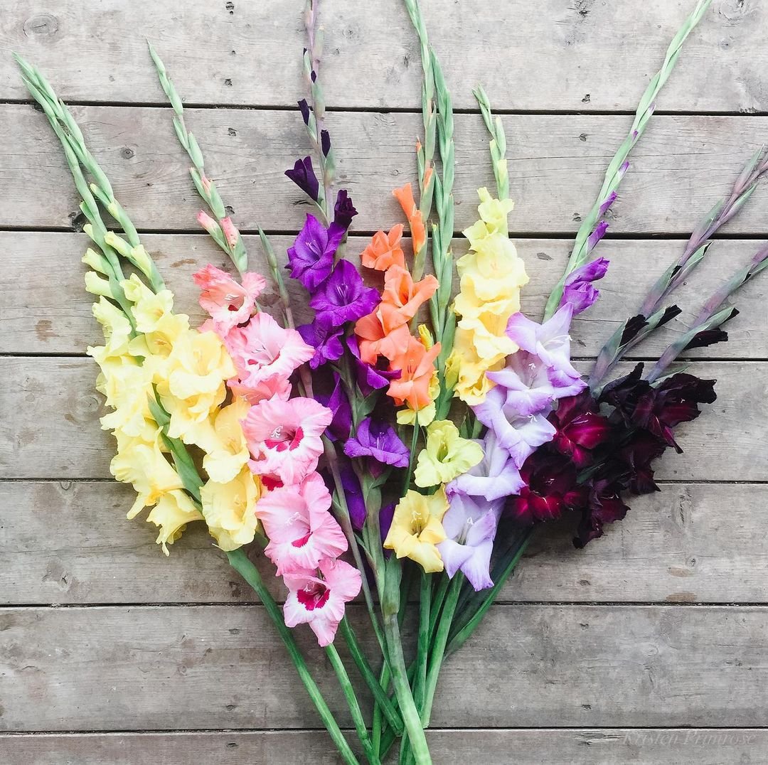 A vibrant bunch of gladiolus cut flowers arranged elegantly on a rustic wooden table.