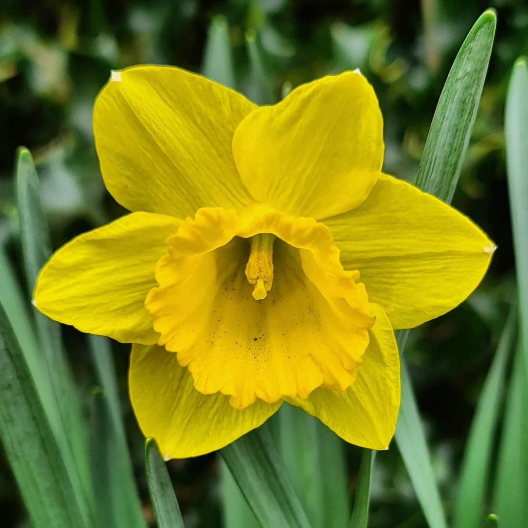  A vibrant yellow daffodil blooms gracefully amidst lush green grass, showcasing the beauty of springtime flora.