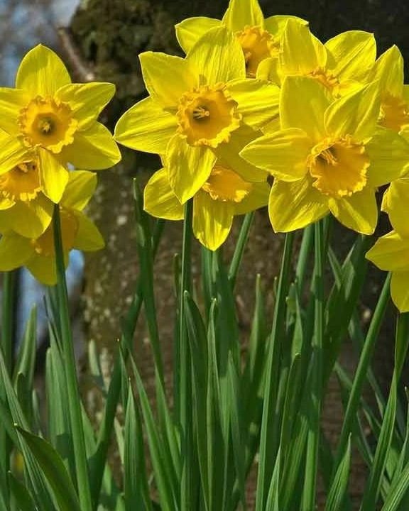 A vibrant display of yellow daffodils blooming in spring, symbolizing renewal and the beauty of nature's awakening.